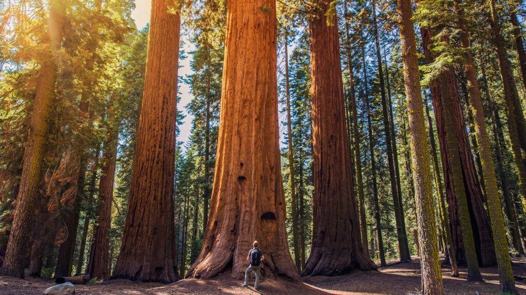 10 of the Most Beautiful Forests in America